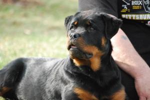 GERMANROTTWEILERS